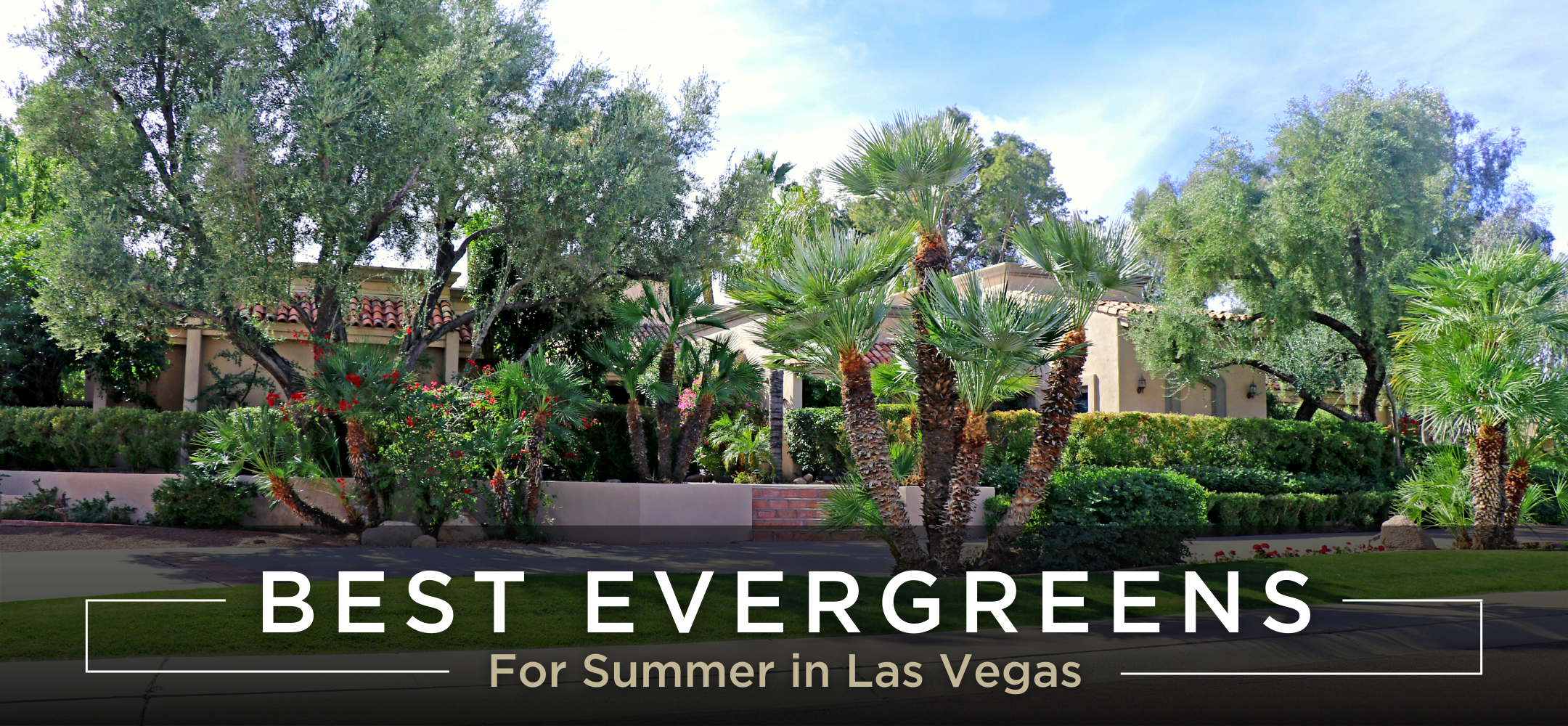 Best Evergreens for Summer in Las Vegas